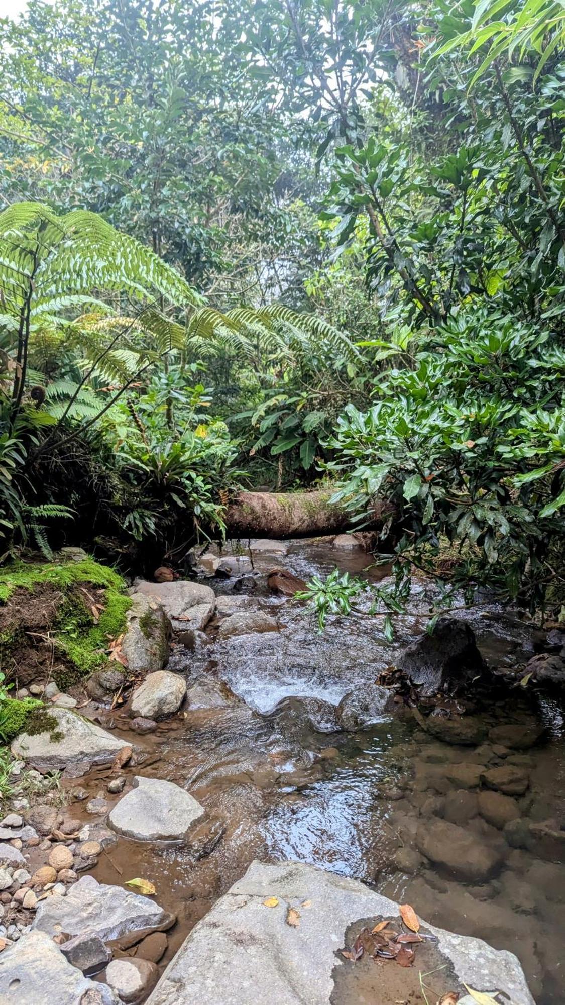 Olingo Monteverde Extérieur photo